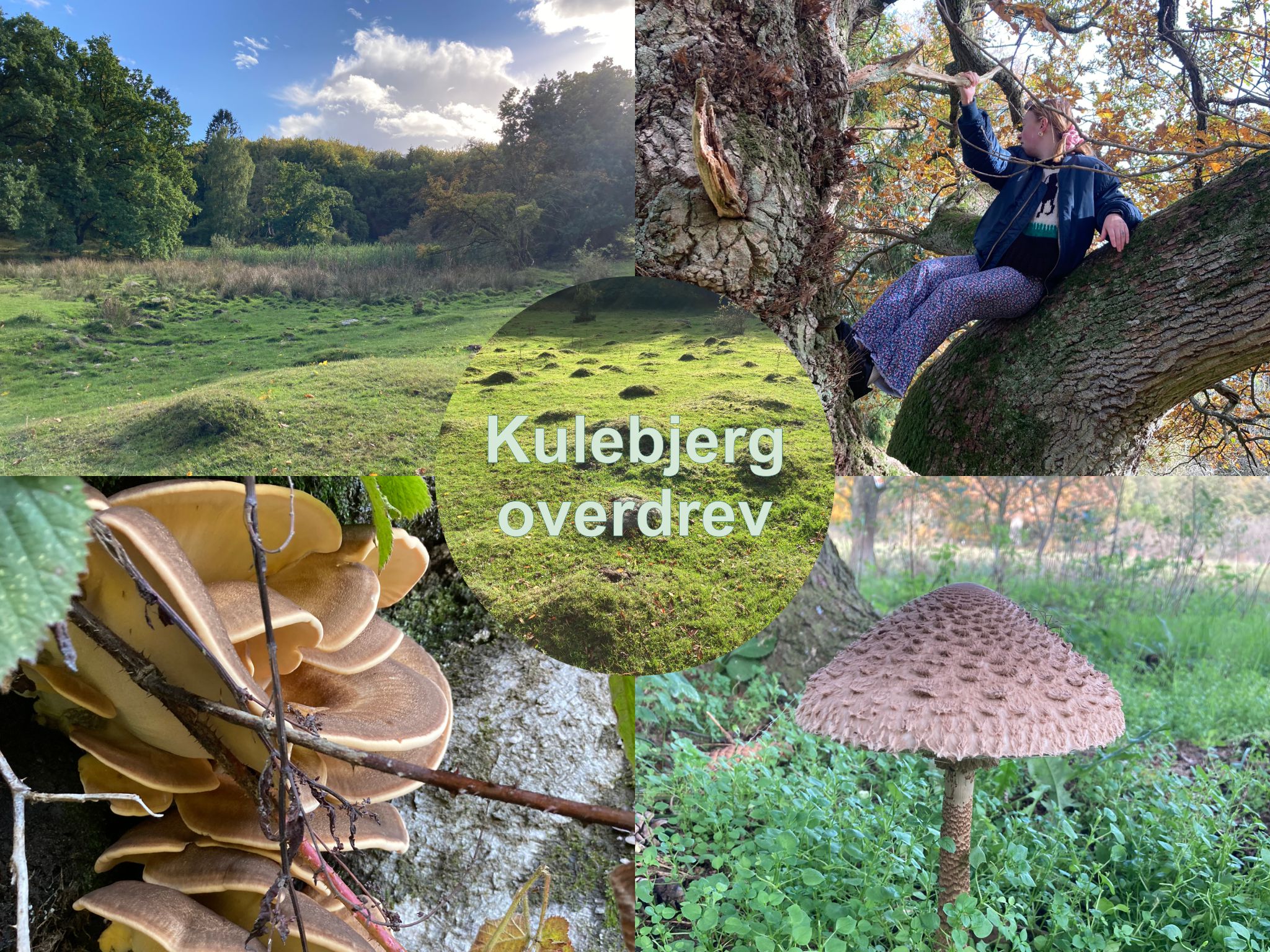 Fra bestyrelsesmødet 11.09.25