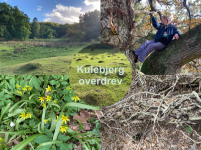 Tur til Kulebjerg Overdrev